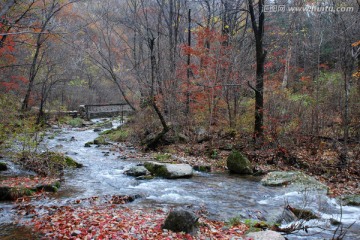 红叶 秋景 枫叶 山脉 溪水