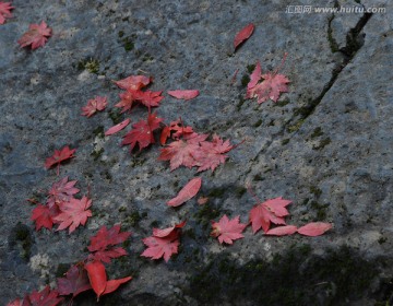 红叶 石头 落英 落叶 秋景