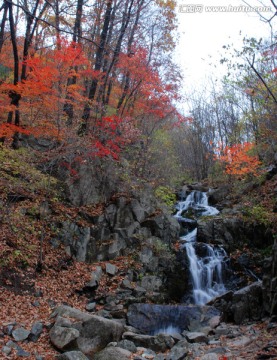 瀑布 秋景 红叶 枫树 流水