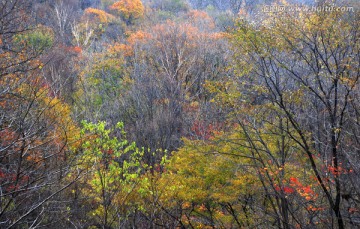 红叶 枫叶 秋景 枫叶之乡