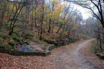 红叶 枫叶 秋景 枫叶之乡