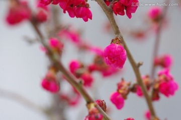 梅花  梅花枝