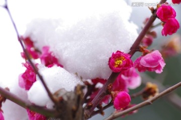 梅花在雪中绽放  水平构图