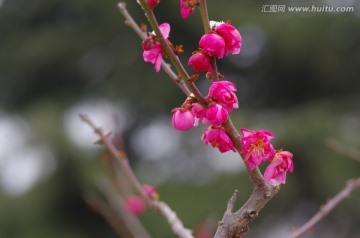 梅花 水平构图