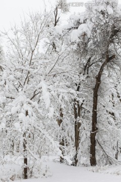 冬雪