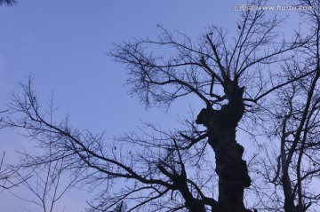 樹