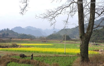 油菜地 牛