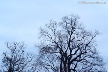 冬天树木 老树