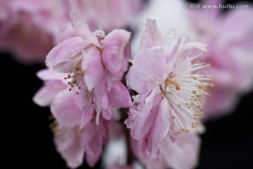 红梅花开