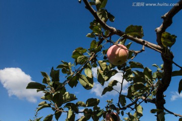 挂满果实的苹果树