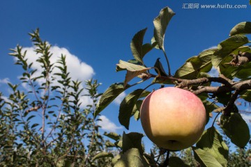 挂满果实的苹果树 特写