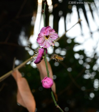 蜜蜂