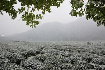 雪地