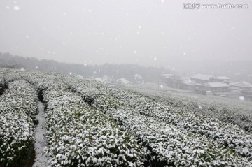 雪天茶地