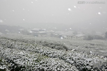 雪天茶田