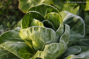 浓霜中的青菜