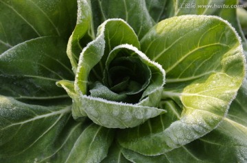 浓霜中的青菜