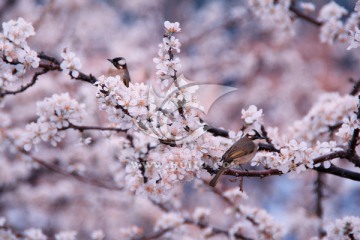 李花 花与鸟