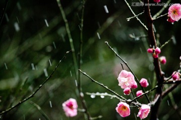 梅花 雪梅 春梅