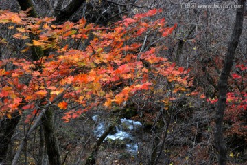 红叶 秋景 枫树 山石 溪水