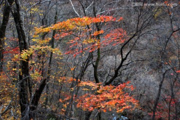 红叶 枫叶 秋景 枫叶之乡