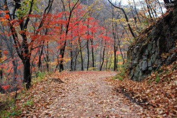 红叶 枫叶 秋景 枫叶之乡