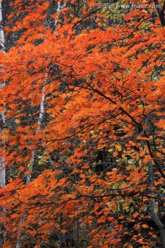 红叶 枫叶 秋景 枫叶之乡