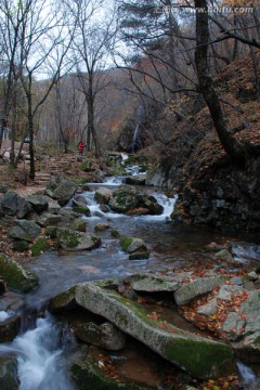 瀑布 溪流 秋景 红叶 枫树