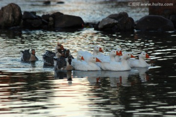 鸭子 群鸭 水面 游动 动物