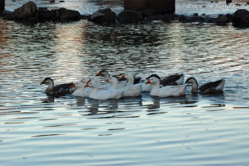 鸭子 群鸭 水面 游动 动物