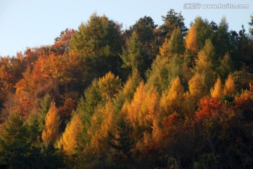 红叶 枫叶 秋景 枫叶之乡