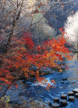 红叶 秋景 枫树 山石 溪水