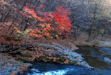 红叶 秋景 枫树 山石 溪水