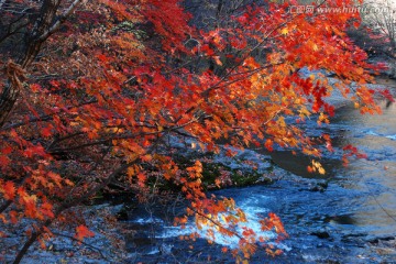 红叶 秋景 枫树 山石 溪水