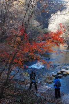 红叶 秋景 枫树 山石 溪水