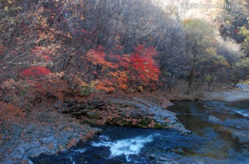 红叶 秋景 枫树 山石 溪水