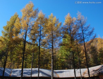 树木 树林 秋景 植物 蓝天