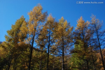 树木 树林 秋景 植物 蓝天