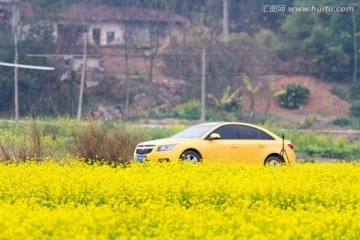 汽车与油菜花