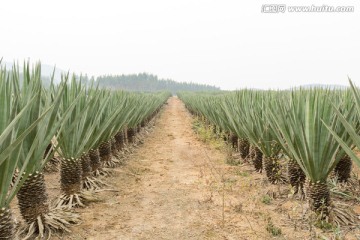 箭麻田风光