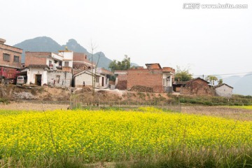 村庄旁的油菜花