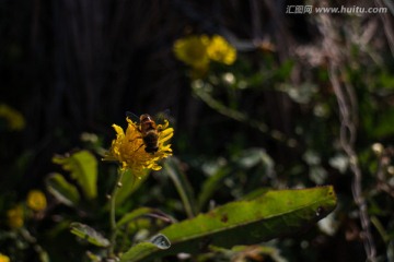 野菊花与蜜蜂