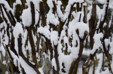 白雪覆盖的树枝