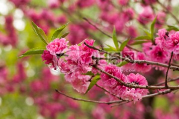 春花烂漫