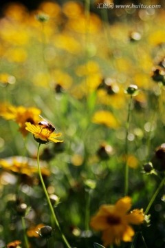 蜜蜂和野菊花