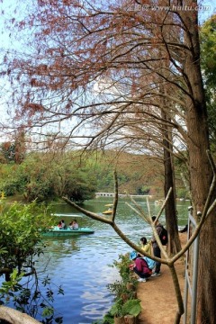 深圳仙湖植物园风景