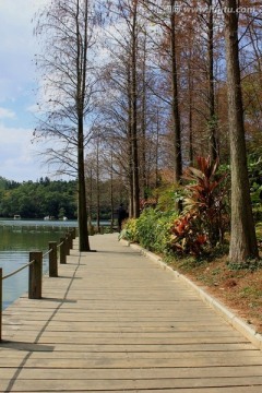 深圳仙湖植物园风景