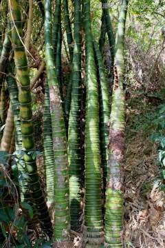 仙湖植物园竹枝