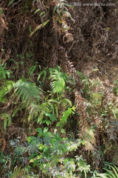 仙湖植物园山坡上的草