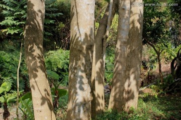 深圳仙湖植物园树木